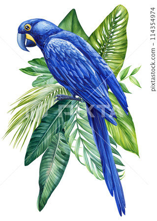 Blue macaw with palm leaves isolated white background, watercolor illustration, Hand drawn realistic bird parrot, plant 114354974
