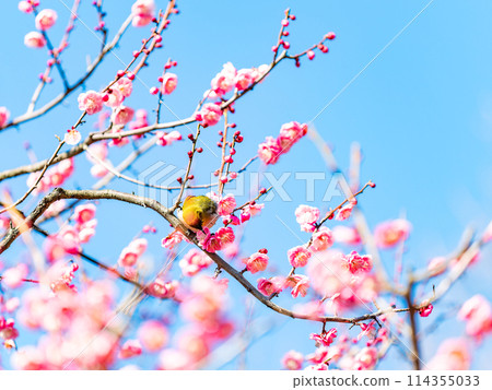 A cute Japanese white-eye visiting a plum blossom in full bloom 114355033