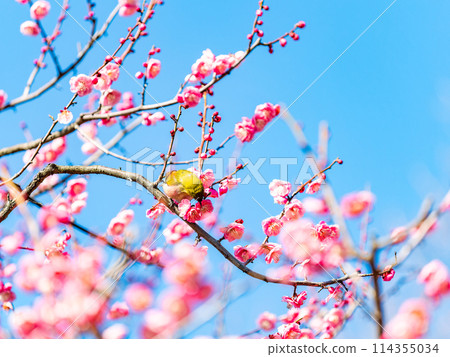 梅花中的日本夜鶯:可愛的繡眼鳥參觀盛開的紅梅花 梅花中的日本夜鶯:可愛的繡眼鳥參觀盛開的紅梅花 114355034