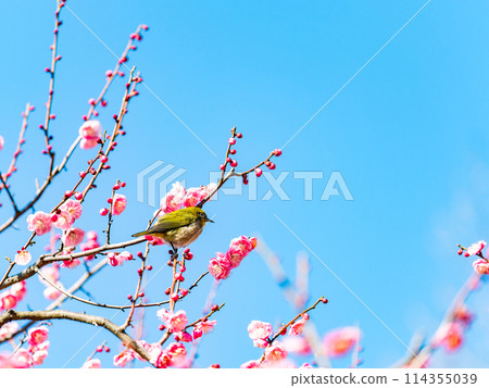 梅花中的日本夜鶯：可愛的繡眼鳥參觀盛開的紅梅花 114355039
