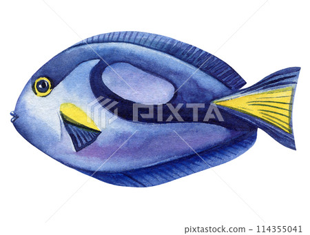 Fish watercolor isolated on a white background. Summer hand drawing painting tropical fish, underwater 114355041