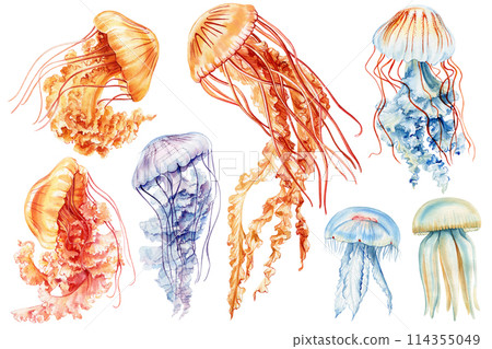Set Jellyfish isolated white background. Watercolor tropical jellyfish aquatic design, underwater wildlife, cute animal 114355049