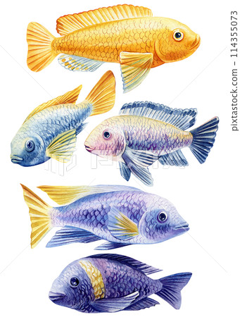 Sea fish watercolor isolated on white background. Marine life painting. Watercolor nautical set colorful tropical fish Sea fish watercolor isolated on white background. Marine life painting. Watercolor nautical set colorful tropical fish 114355073