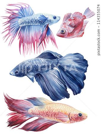 aquarium fish set watercolor isolated on white background. Marine life painting. Watercolor nautical colorful Betta fish aquarium fish set watercolor isolated on white background. Marine life painting. Watercolor nautical colorful Betta fish 114355074