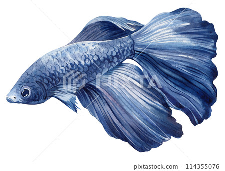 aquarium fish watercolor isolated on white background. Marine life painting. Watercolor nautical colorful Betta fish aquarium fish watercolor isolated on white background. Marine life painting. Watercolor nautical colorful Betta fish 114355076