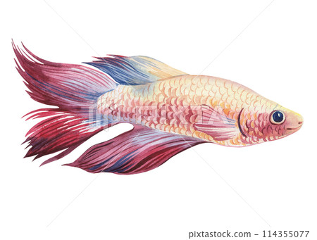 Aquarium fish watercolor isolated white background. Marine life painting. Watercolor nautical colorful Betta fish pink 114355077