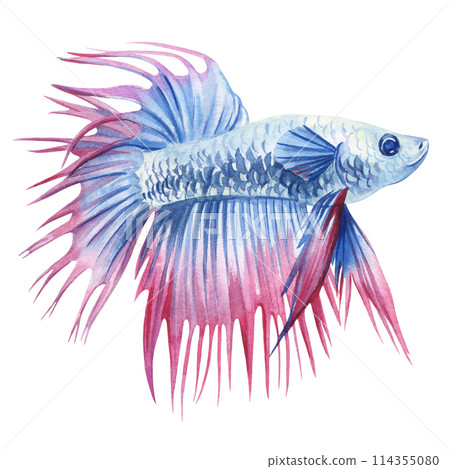 aquarium fish watercolor isolated on white background. Marine life painting. Watercolor nautical colorful Betta fish aquarium fish watercolor isolated on white background. Marine life painting. Watercolor nautical colorful Betta fish 114355080