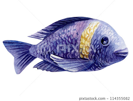 Sea fish watercolor isolated on white background. Marine life painting. Watercolor nautical set colorful tropical fish 114355082