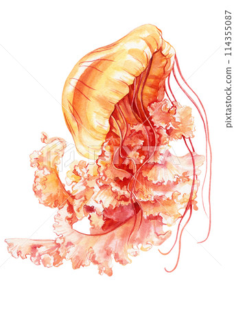 Jellyfish isolated white background. Watercolor tropical jellyfish aquatic illustration for design, underwater wildlife 114355087