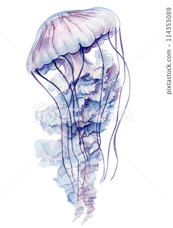 Jellyfish isolated white background. Watercolor tropical jellyfish aquatic illustration for design, underwater wildlife 114355089