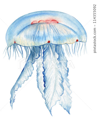 Jellyfish isolated white background. Watercolor tropical jellyfish aquatic illustration for design, underwater wildlife 114355092