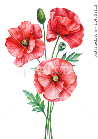 Summer flowers poppies Watercolor painting illustration, Hand drawn botanical Wildflower. Bouquet red flowers, postcards 114355112