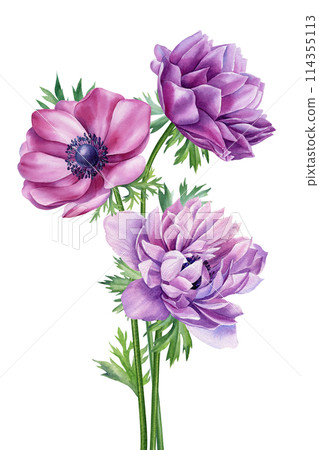 Summer flowers anemones Watercolor painting illustration, Hand drawn botanical Wildflower. Bouquet garden flowers, cards 114355113