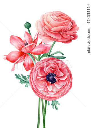 Summer flowers ranunculus Watercolor painting illustration, Hand drawn botanical Wildflower. Bouquet pink garden flowers 114355114