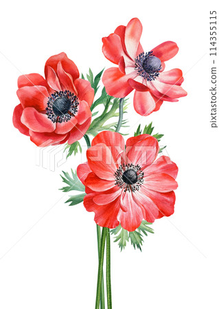 Summer flowers anemones Watercolor painting illustration, Hand drawn botanical Wildflower. Bouquet red flowers, postcard 114355115