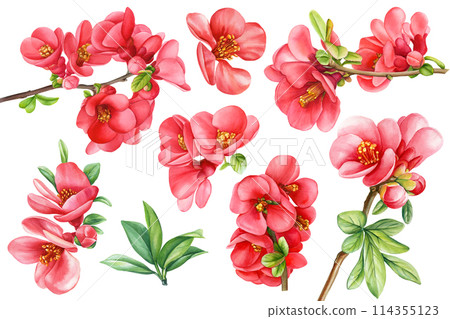 Set quince flowers, leaves, bud on isolated white background, watercolor hand drawing botanical painting Summer flower 114355123