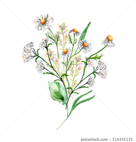 Bunch of meadow medicinal flower, herb plants watercolor illustration isolated on white background. Chamomile, plantain, achillea yarrow in botanical sketch hand drawn. Design for label, package Bunch of meadow medicinal flower, herb plants watercolor illustration isolated on white background. Chamomile, plantain, achillea yarrow in botanical sketch hand drawn. Design for label, package 114355135