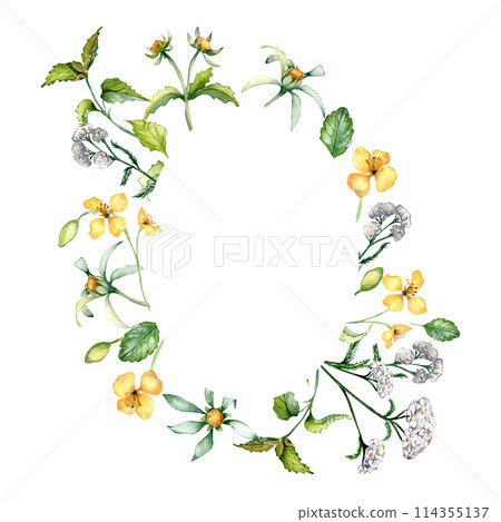 Frame of wild medicinal plants, herbs watercolor illustration isolated on white background. Achillea millefolium, nettle in sketch. Bur marigold, celandine flower hand drawn. Design for label, package 114355137