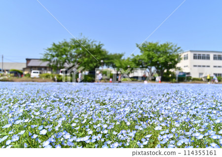 Nemophila fields in full bloom, Kitamoto City, Saitama Prefecture Nemophila fields in full bloom, Kitamoto City, Saitama Prefecture 114355161