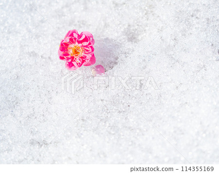 早春的一大特色:殘雪中梅花飄落 早春的一大特色:殘雪中梅花飄落 114355169