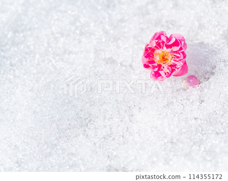 A seasonal feature of early spring: delicate plum blossoms falling on remaining snow A seasonal feature of early spring: delicate plum blossoms falling on remaining snow 114355172