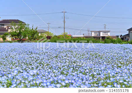Nemophila fields in full bloom, Kitamoto City, Saitama Prefecture 114355176