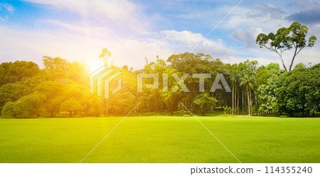 Beautiful park with green lawn at sunrise. 114355240