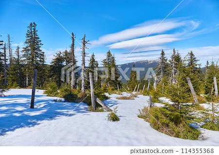 Hiking in mountains, snow and pine trees Hiking in mountains, snow and pine trees 114355368