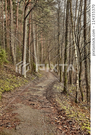 Forest walking route 114355370
