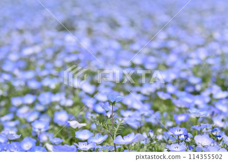 埼玉縣北本市盛開的粉紅蝶花田 114355502