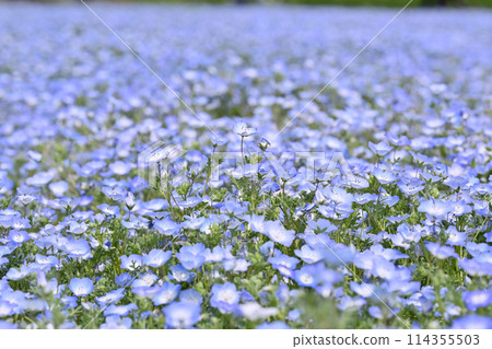 埼玉縣北本市盛開的粉紅蝶花田 114355503