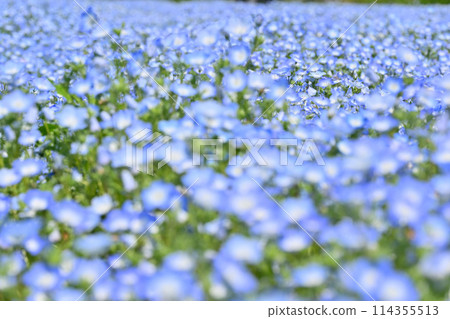 Nemophila fields in full bloom, Kitamoto City, Saitama Prefecture 114355513