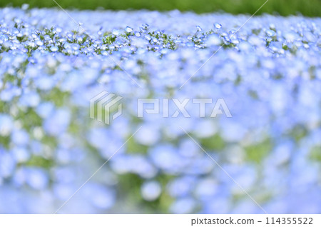 Nemophila fields in full bloom, Kitamoto City, Saitama Prefecture Nemophila fields in full bloom, Kitamoto City, Saitama Prefecture 114355522