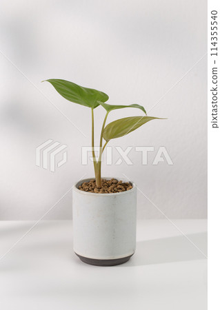 Homalomena rubescens (Roxb.) Kunth Homalomena rubescens (Roxb.) Kunth 114355540