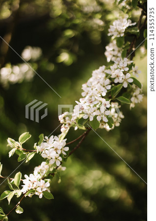 Branches of blossoming cherry or apple tree macro with soft focus on gentle light nature background in sunlight with copy space. Beautiful floral image of spring nature panoramic view 114355735