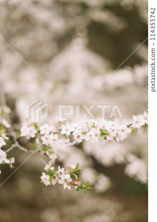 Branches of blossoming cherry or apple tree macro with soft focus on gentle light nature background in sunlight with copy space. Beautiful floral image of spring nature panoramic view Branches of blossoming cherry or apple tree macro with soft focus on gentle light nature background in sunlight with copy space. Beautiful floral image of spring nature panoramic view 114355742