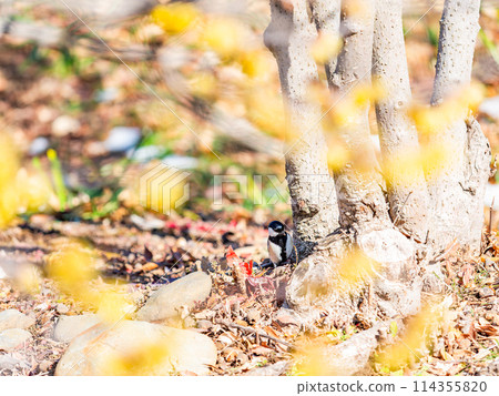 A cute great tit searches for food under the remaining snow and the blooming wintersweet. 114355820