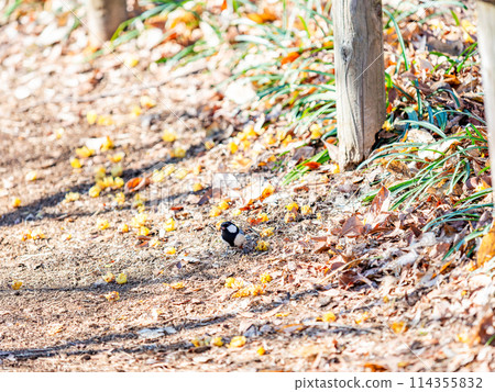 A cute great tit searches for food under the remaining snow and the blooming wintersweet. 114355832