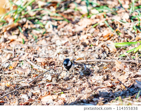 A cute great tit searches for food under the remaining snow and the blooming wintersweet. A cute great tit searches for food under the remaining snow and the blooming wintersweet. 114355838