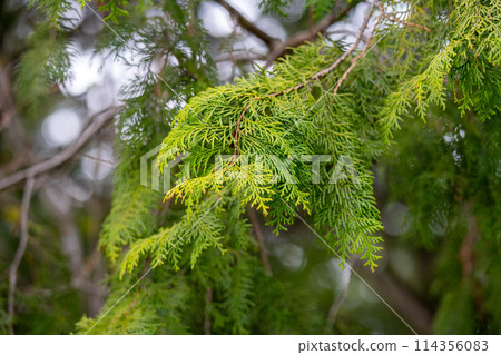 Scenery of Gokei 114356083