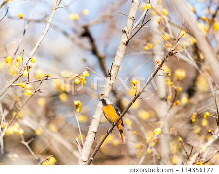 A cute robin visiting the wintersweet in full bloom 114356172