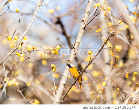 A cute robin visiting the wintersweet in full bloom 114356174