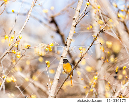 A cute robin visiting the wintersweet in full bloom 114356175