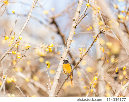 一隻可愛的短尾鶲前來與盛開的紅翅鶲玩耍。 114356177