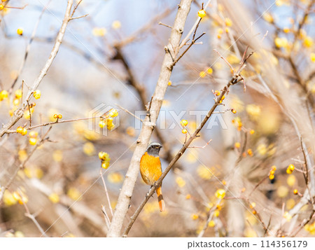 A cute robin visiting the wintersweet in full bloom 114356179
