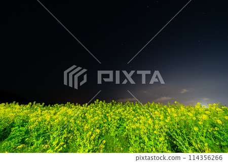 Rape flower field at night 114356266