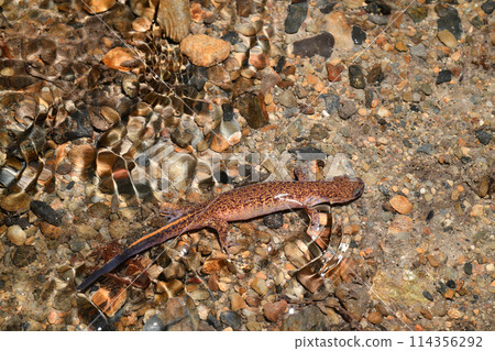 A female Tsushima salamander walking through a stream 114356292