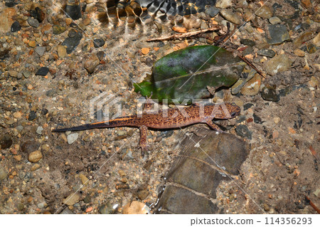 A female Tsushima salamander walking through a stream to her spawning site 114356293