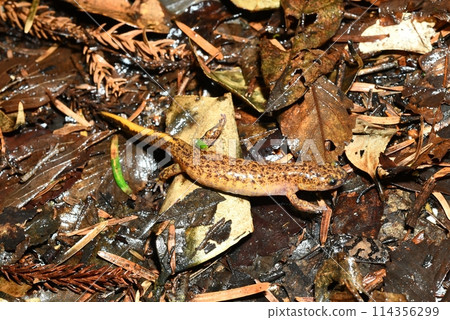 雌性對馬蠑螈前往產卵地 114356299