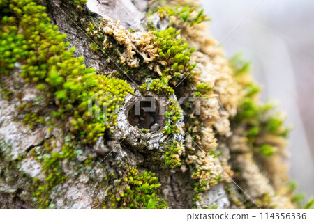 A tree trunk with moss on it and a sky background. High quality photo 114356336